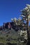 Stunning cholla cactus in Arizona desert