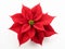 Stunning Christmas Poinsettia: The Quintessential Holiday Flower, Isolated in a Winter Wonderland