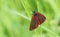 A stunning Cinnabar Moth Tyria jacobaeae perching on a blade of grass.