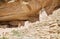 The stunning Cliff Palace of Mesa Verde National Park, Colorado