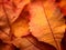 Stunning Close-Up of Autumn Leaves Against Golden Abstract Background, Bathed in Soft Sunlight. Generative Ai.