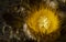 Stunning Close Up Barrel Cactus Bloom