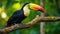 A stunning close-up of a brilliantly colored toucan perched on a tree branch