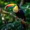 A stunning close-up of a brilliantly colored toucan perched on a tree branch