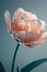 Stunning close-up of a delicate tulip bloom