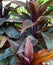 A stunning close up of an evergreen decorative green and colored leaves in the pot