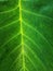 A stunning close-up of a green leaf. Vibrant, fresh, and elegant.