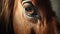 Stunning Close-up Horse Eye Photography In Soft Light