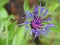 Stunning Close Up Look at a Flowering Blue Bachelor Button