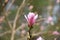 Stunning Close Up Look at a Flowering Pink Magnolia