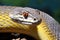 A stunning close-up photograph capturing the intricate details of a snake perched on a branch, The Texas rat snake Elaphe obsoleta