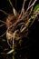 Stunning close-up of Pigeon Orchid (Dendrobium crumenatum) stem, roots, and leaves