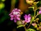 Stunning close up of pink cinerarias