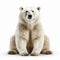 Stunning Close-up Of Polar Bear: Captivating White Background Shot In Ultra Hd