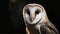 Stunning close-up portrait of Barn Owl on a black background in moody lighting