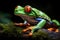 Stunning Close-up of a Red-Eyed Tree Frog