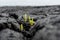 Stunning close-up view of fresh plant shoots growing out of a recent Kilauea lava eruption field near the town of Kalapana on the