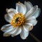 Stunning Close-up of a White Flower with Yellow Stamens