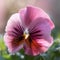 A stunning closeup of a charming pink pansy its fraant petals delicately swaying in the breeze. Trendy color of 2023