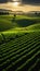 Stunning Closeup of Field Crops with Sun in the Background