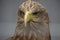 Stunning closeup of golden eagle head with light brown feathers