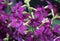 Stunning cluster of Flowering Tobacco `Perfume Deep Purple`