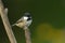 A stunning Coal Tit Periparus ater perched on a branch.