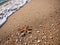 Stunning Coastal Macro Photography : The tranquil beauty of the beach.