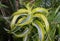 Stunning color foliage and leaves of Dracaena Lemon Surprise, a tropical plant