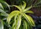 Stunning color foliage and leaves of Dracaena Lemon Surprise, a tropical plant