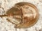 A stunning color shot of a horseshoe crab shell