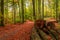 Stunning colorful forest in the autumn with old stumps, Poland