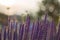 Stunning, colorful purple sage flower