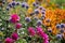 Stunning, colourful mixed perennial flower borders at the RHS Wisley garden, Surrey UK.