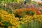 Stunning, colourful mixed perennial flower borders at the RHS Wisley garden, Surrey UK.