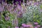 Stunning, colourful mixed perennial flower borders at the RHS Wisley garden, Surrey UK.