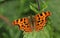 A stunning Comma Butterfly Polygonia c-album perching on a leaf.
