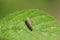A stunning Common Froghopper Philaenus spumarius also called spittlebug or cuckoo spit insect perching on a leaf.