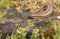 A stunning Common Lizard Zootoca vivipara warming on a log.