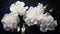A stunning composition of white carnations, adorned with glistening dew drops,