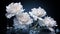 A stunning composition of white carnations, adorned with glistening dew drops