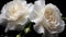 A stunning composition of white carnations, adorned with glistening dew drops, set against a deep, inky background, creating a