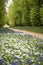 Stunning conceptual fresh Spring landscape image of bluebell and