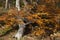 Stunning copper colored beech tree in woodland Autumn Fall landscape