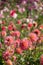 Stunning coral pink dahlia flowers by the name Dahlia Josudi Telstar, photographed with a macro lens at RHS Wisley, Surrey UK