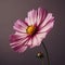 Stunning Cosmos Flower In High Definition