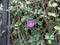 Stunning creeper Ipomoea purpurea, common morning-glory, tall morning-glory, on a old rusty fence