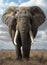 Stunning Crimson Tide Fan Auction: Majestic Elephant Strolls Thr