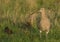 A stunning Curlew, Numenius arquata, feeding in marshland in the UK.