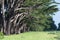 Stunning Cypress alley at Point Reyes National Seashore, California, United States. Fairytale trees in the beautiful day